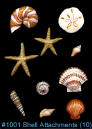 #1001 Sea Shell Attachments 10